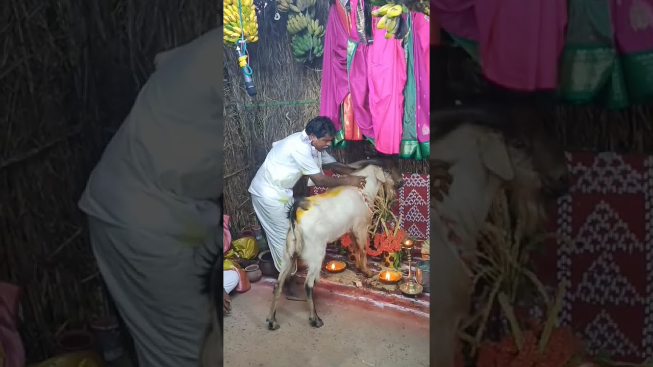 Nunela simmayya golla chaduvu domanapalli village ( gotta  village gavu) 