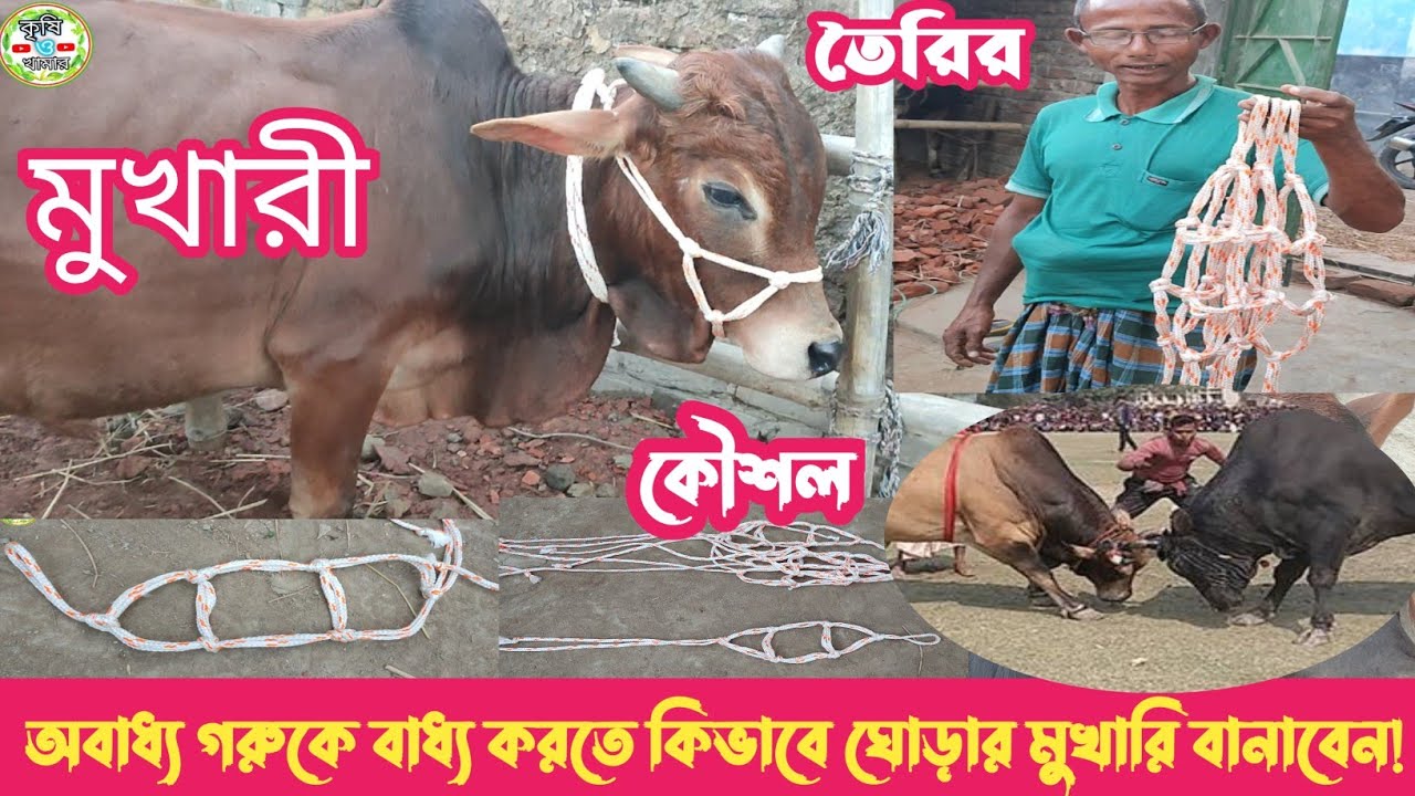 নিজে নিজেই বাড়ির অবাধ্য গরুকে বাধ্য করতে ঘোড়ার মুখারি কিভাবে তৈরি করবেন?