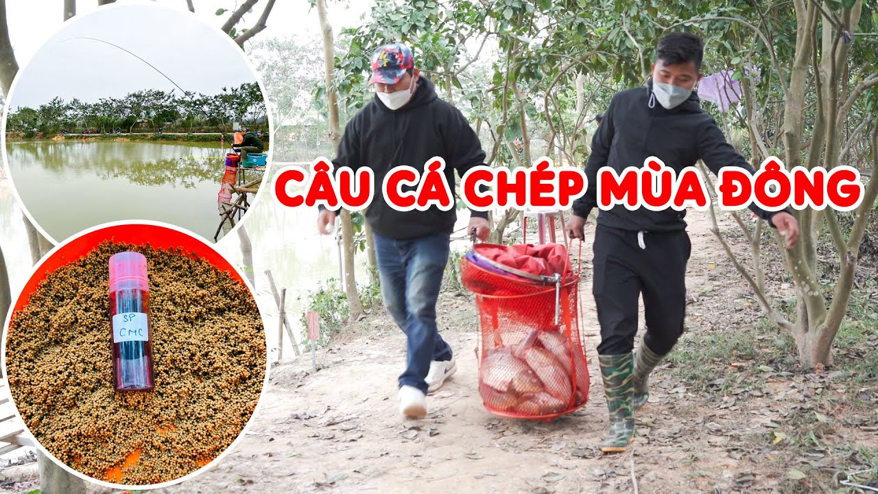 CÂU CÁ CHÉP MÙA ĐÔNG – Bài mồi mới câu cá chép đơn giản – Hiệu quả
