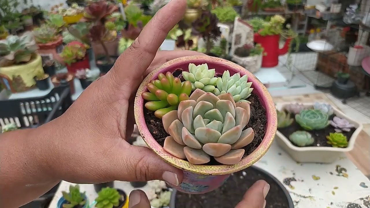 Dicas de Replantes, Substrato, Vasos, Canela, Água oxigenada, para Suculentas