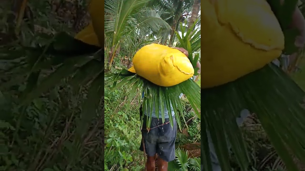 My daily life #buhay probinsya #bukid is life #hakot na tayo ng namo guy's 