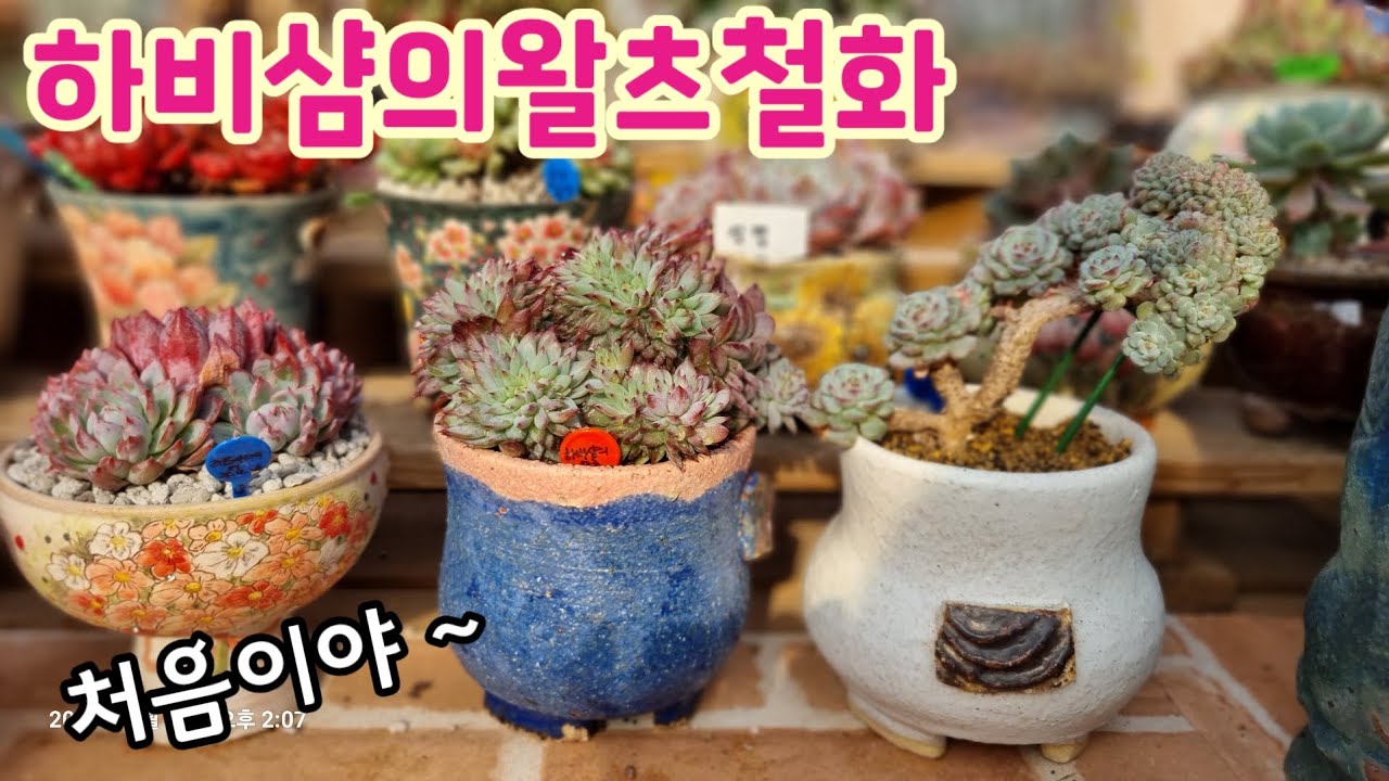 처음봤다! 요즘 핫한 철화 💕하비샴의왈츠철화 분갈이해요 💕 꽃나래다육 010.2818.1441 