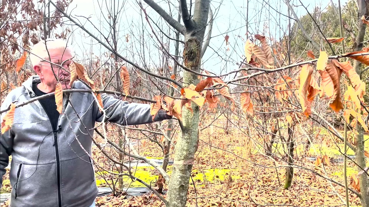 Woodland Walk and Talk  - Recovering The American Chestnut
