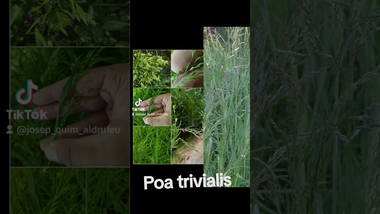 Poa trivialis