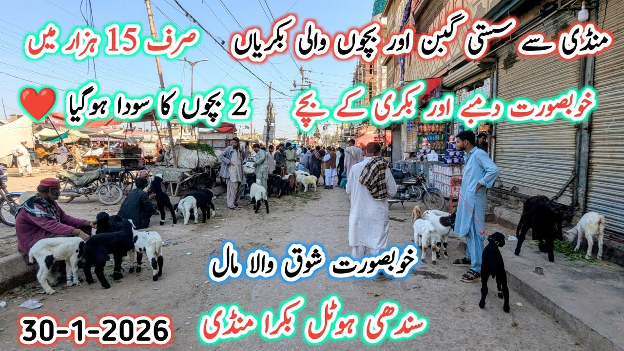 Sindhi Hotel Bakra Mandi Karachi Latest Update l 30 Jan 2026 l Bakra Mandi Karachi New Update 2026 l