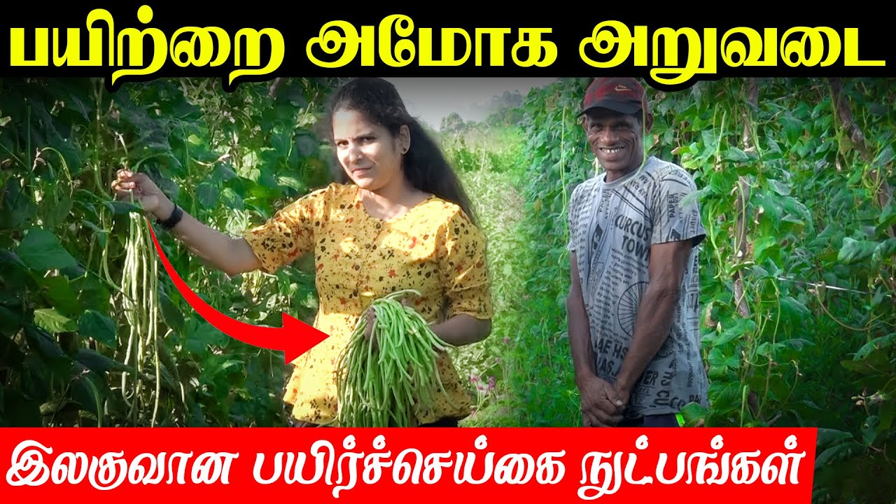 பயிற்றை பயிர் செய்கையின் நுட்பங்கள் / ibc tamil/ er nilam/ maithily