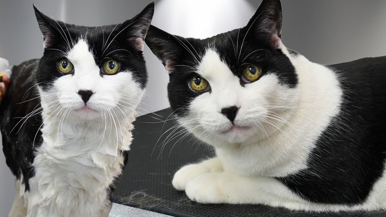 This is by FAR the most Gorgeous Tuxedo Cat I've EVER seen