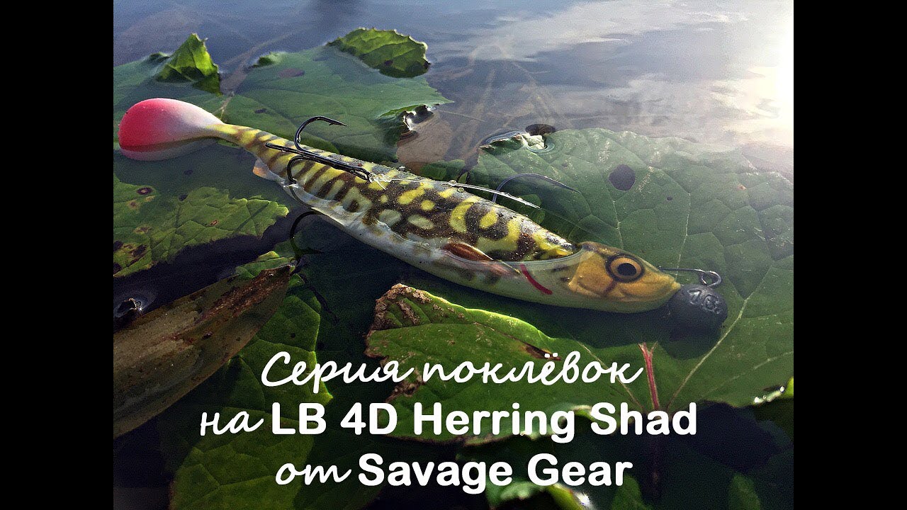 Серия поклёвок на LB 4D Herring Shad от Savage Gear