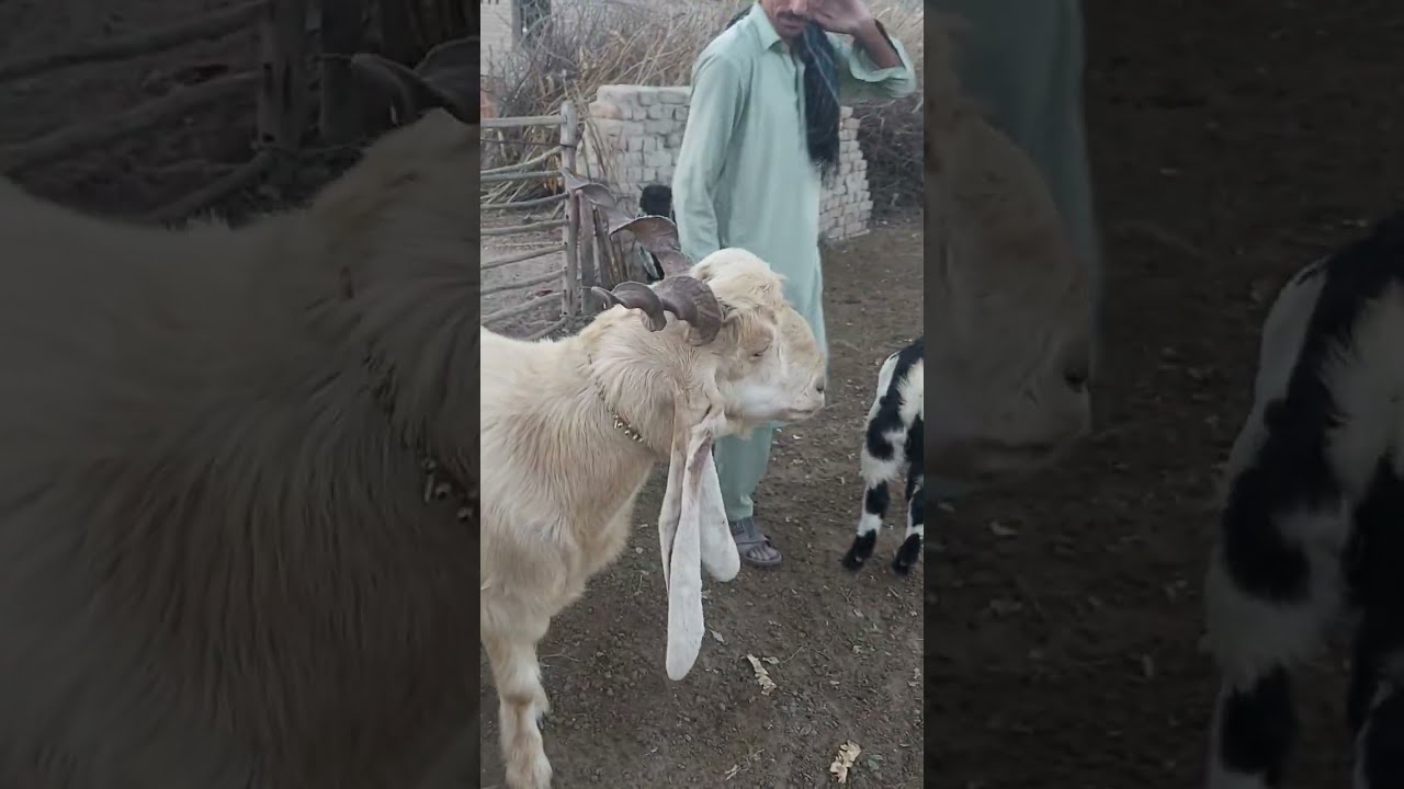 DDP Goat For Sale #shorts