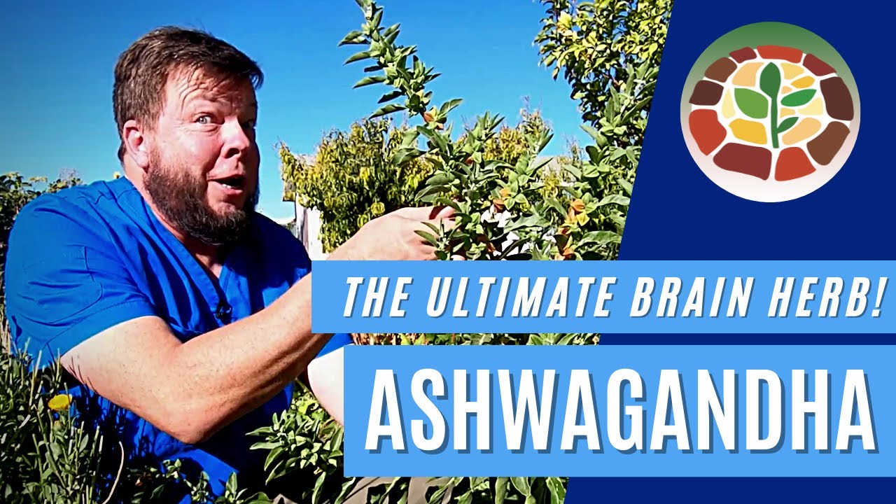 Ashwagandha - The Ultimate Herb For Your Brain!