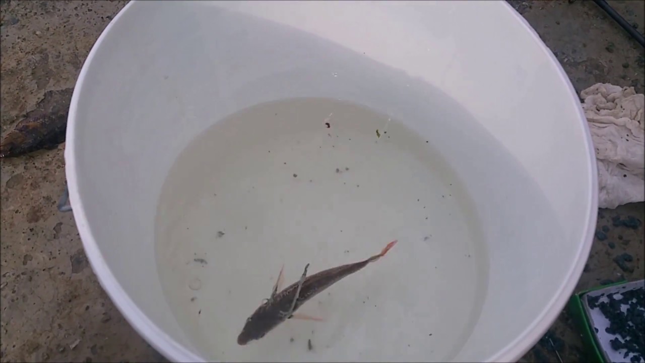 Jornada de pesca al vivo con sorpresa