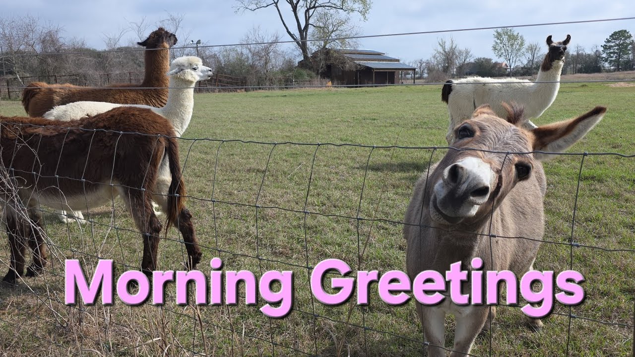 Morning greetings with the Herd! #farmlife 