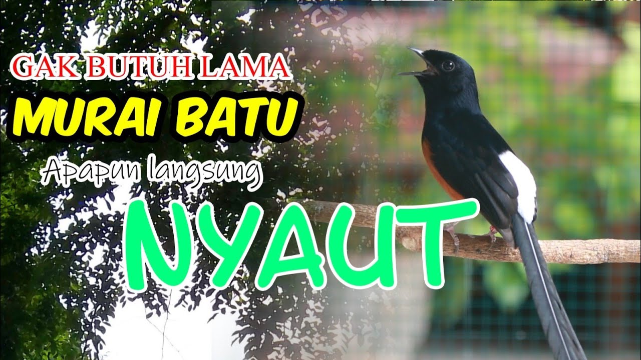 KRETEKAN MURAI BATU MEMANCING EMOSI