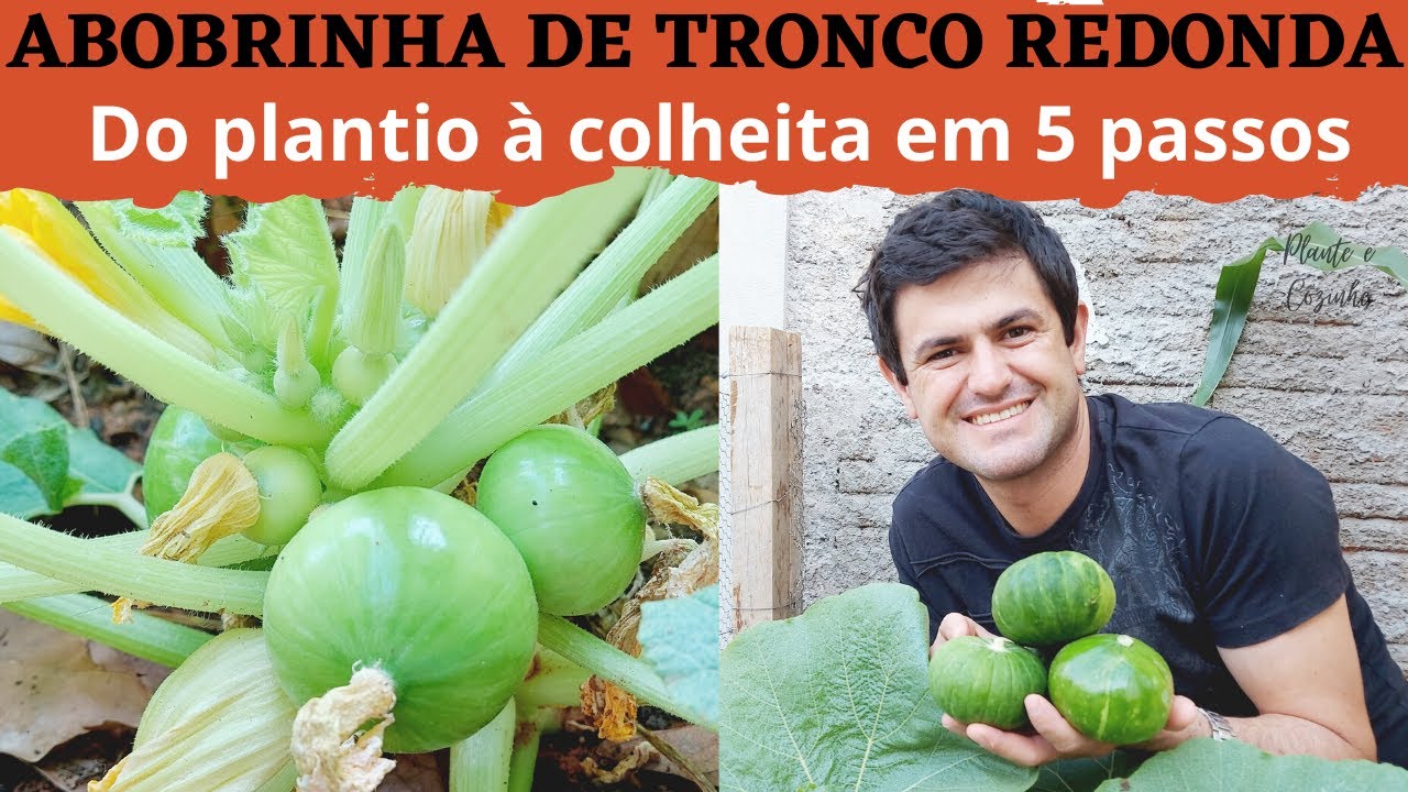 COMO PLANTAR ABOBRINHA DE TRONCO EM APENAS 5 PASSOS. TÉCNICA COMPLETA PARA O SUCESSO NO CULTIVO Ep38