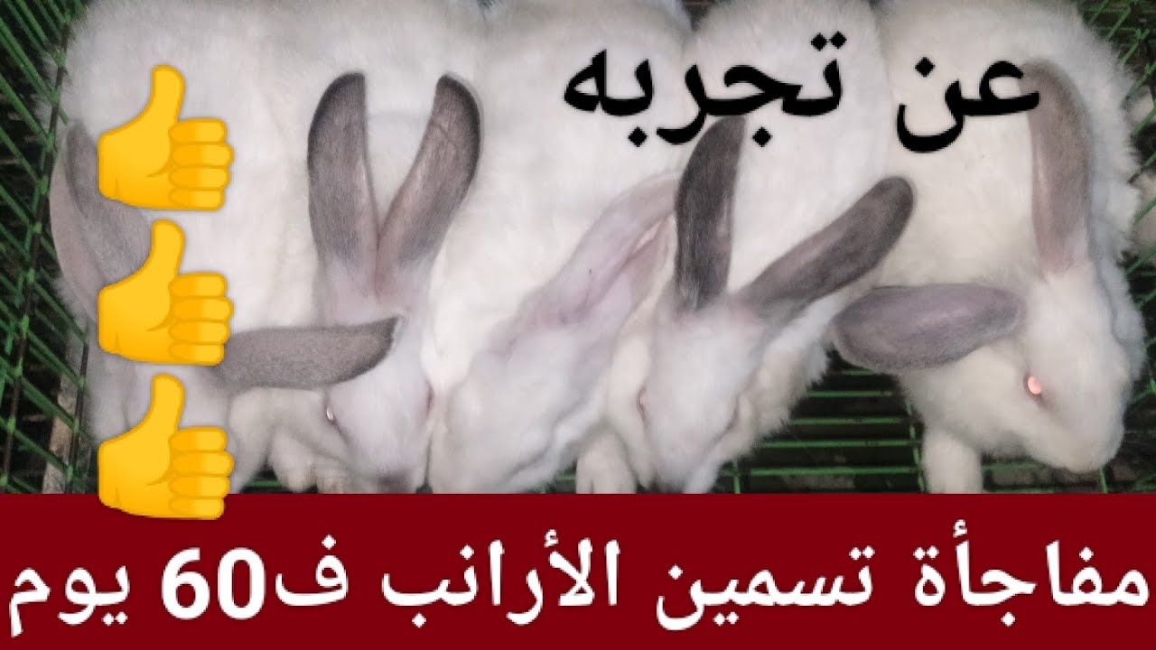 مفاجأة تسمين الأرانب في 60 يوم فقط طول الشتاء وعن تجربه طريقه مهمة جدا جدا لازم تعملها..