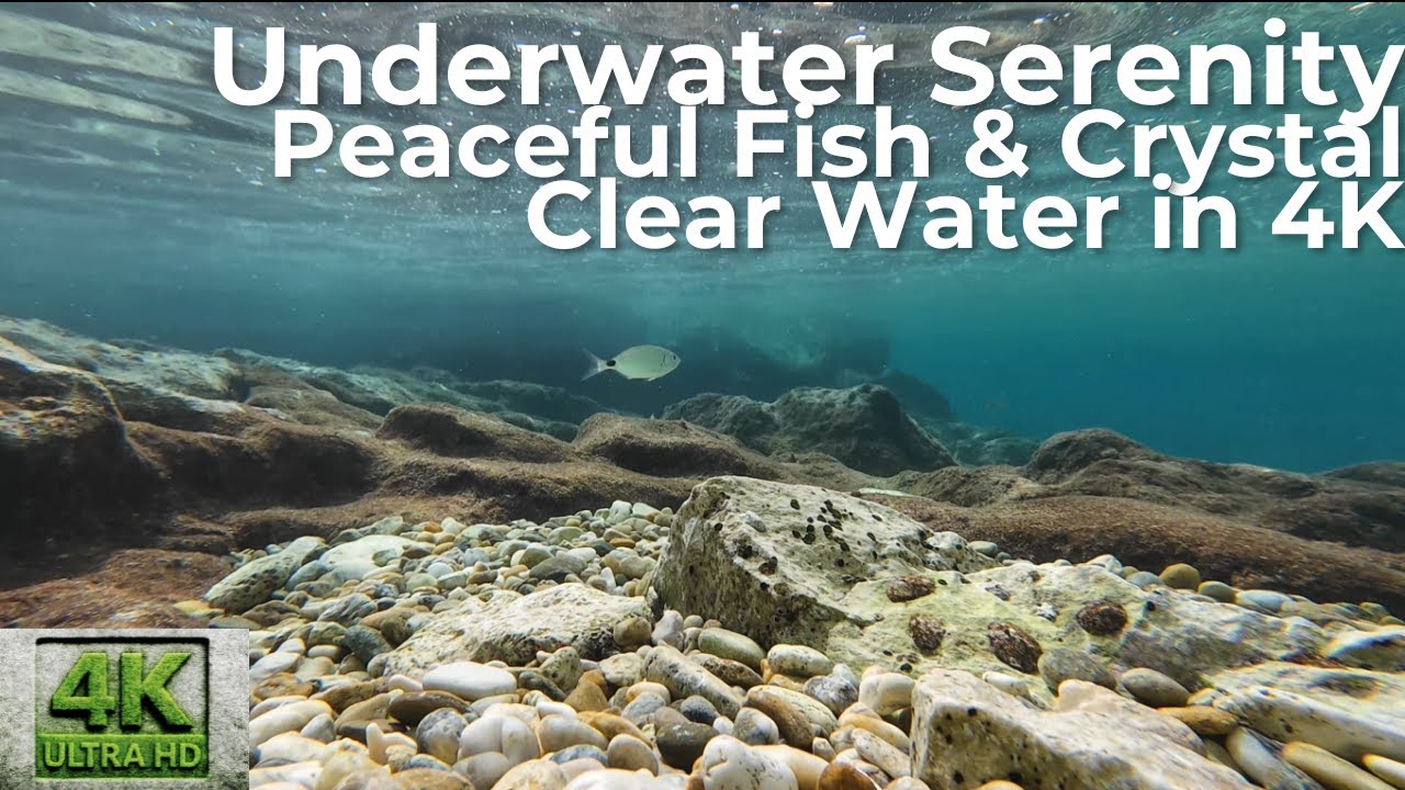 Underwater Serenity  Peaceful Fish & Clear Water in 4K  Relaxing Nature Sounds