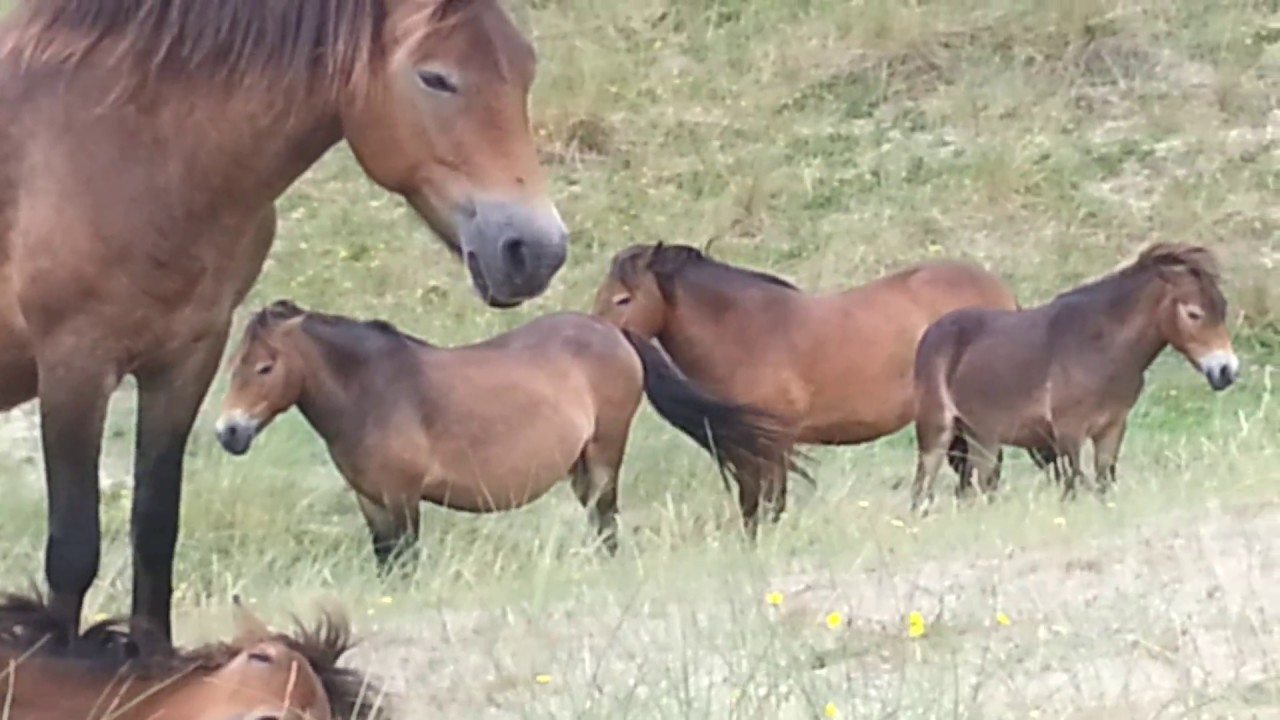 Natuur/Nature 133: De 