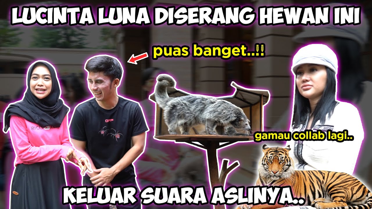 NGAKAK BANGET LUCINTA LUNA KELUARIN SUARA ASLINYA WAKTU DIGANGGU HEWAN wkwk