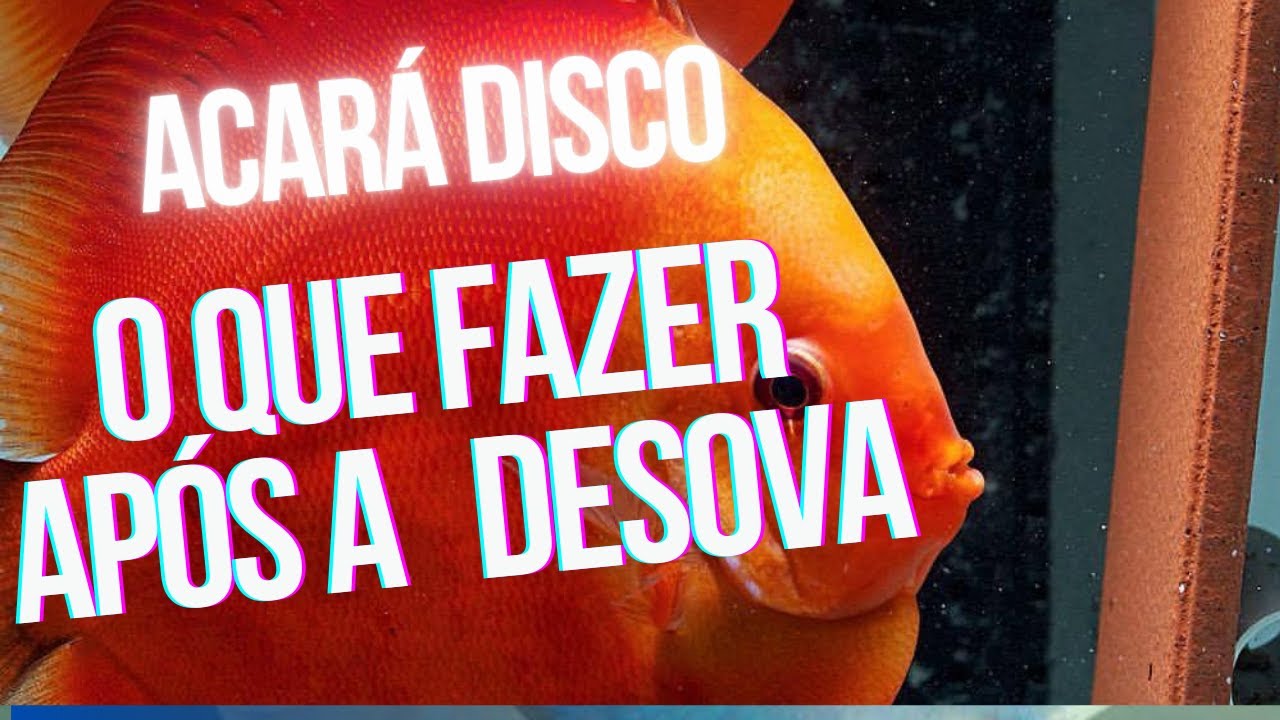 ACARA DISCO APÓS A DESOVA