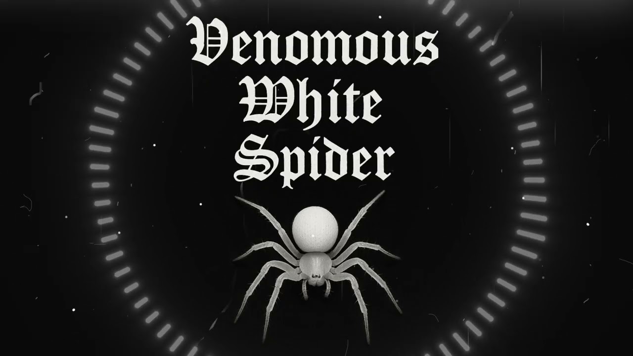 Venomous white spider