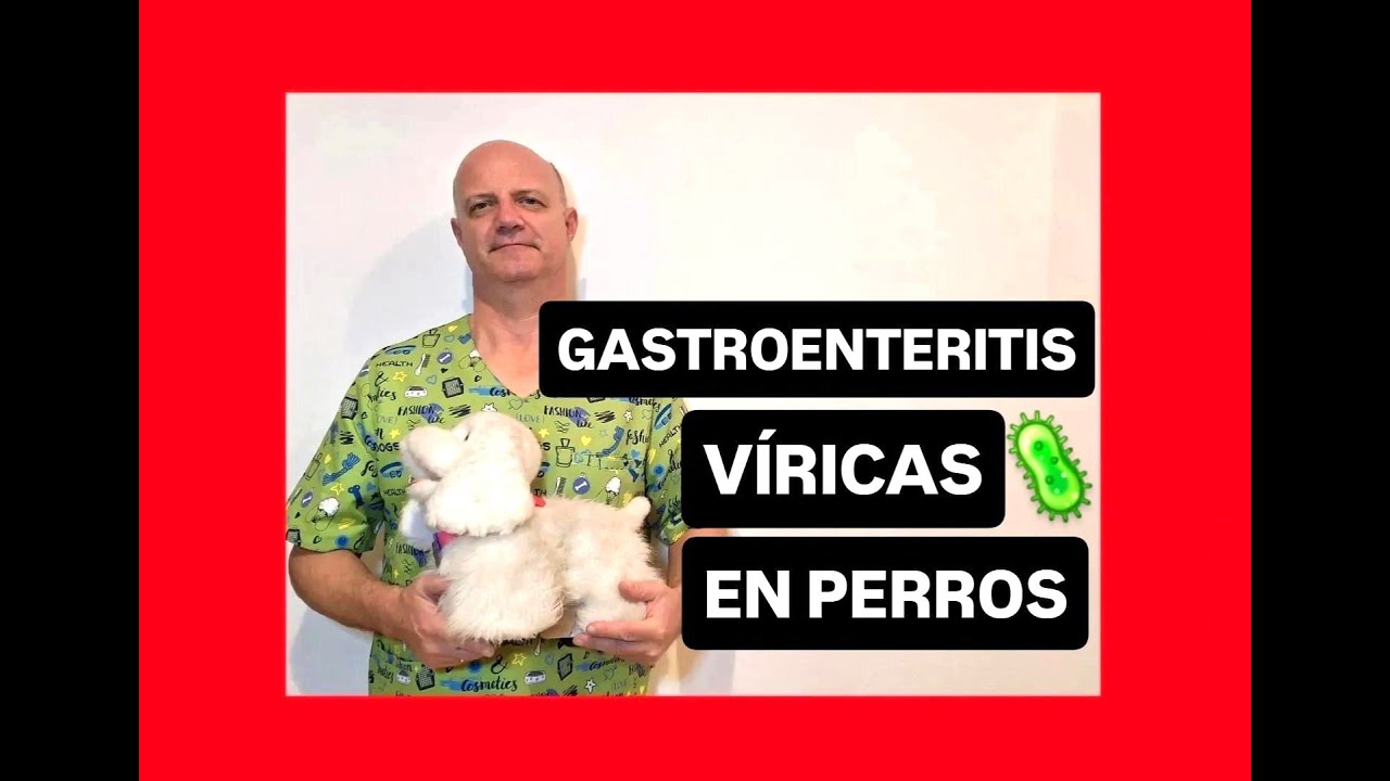 Gastroenteritis víricas en perros.