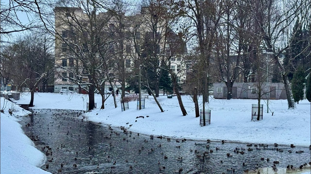 Winter Vibes ❄️ Cats 🐈 Ducks 🦆 Snow ❄️ Amazing World  🌎❤️