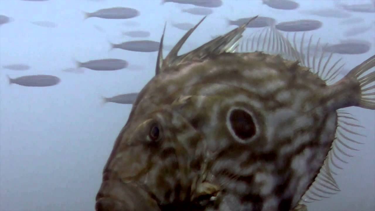 Pesce San Pietro