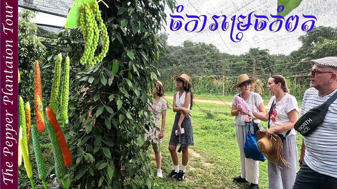 La Plantation Tour: World’s Best Pepper in Cambodia! Kampot Pepper