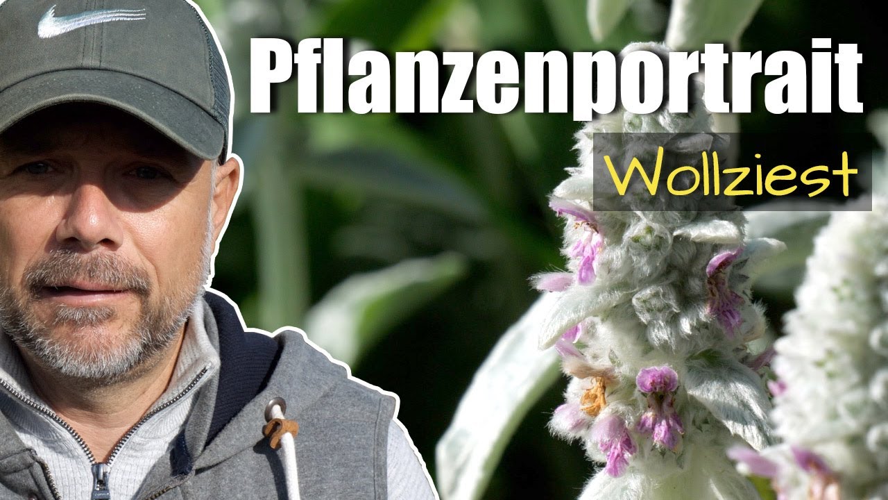 Pflanzenportrait - Wollziest