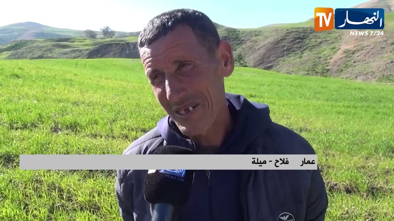 ميلة:  إرتياح في شعبة القمح اللين و الصلب وتوقعات بإنتاج وفير