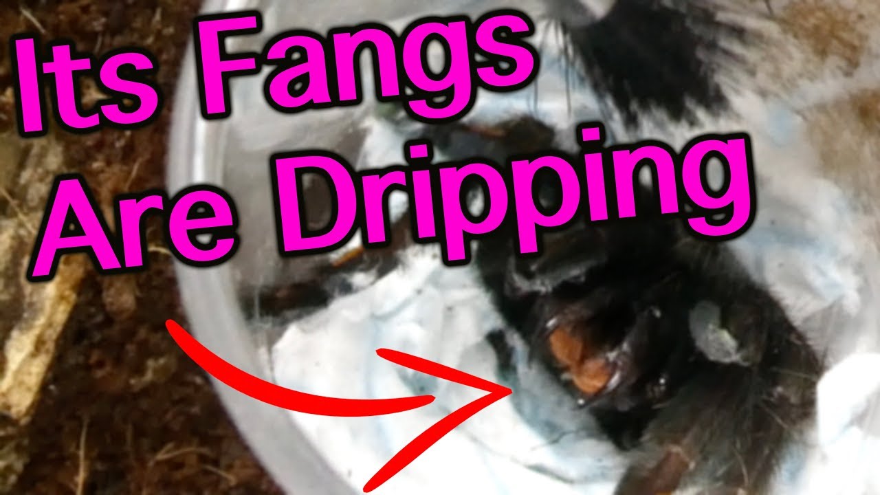 New Additions from Portsmouth Tarantulas