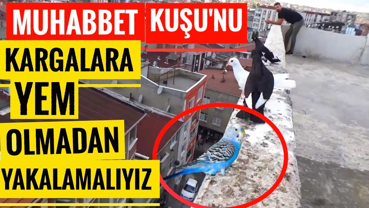 KAÇAN MUHABBET KUŞUNU YAKALAYAMAZSAK KARGALARA YEM OLACAK