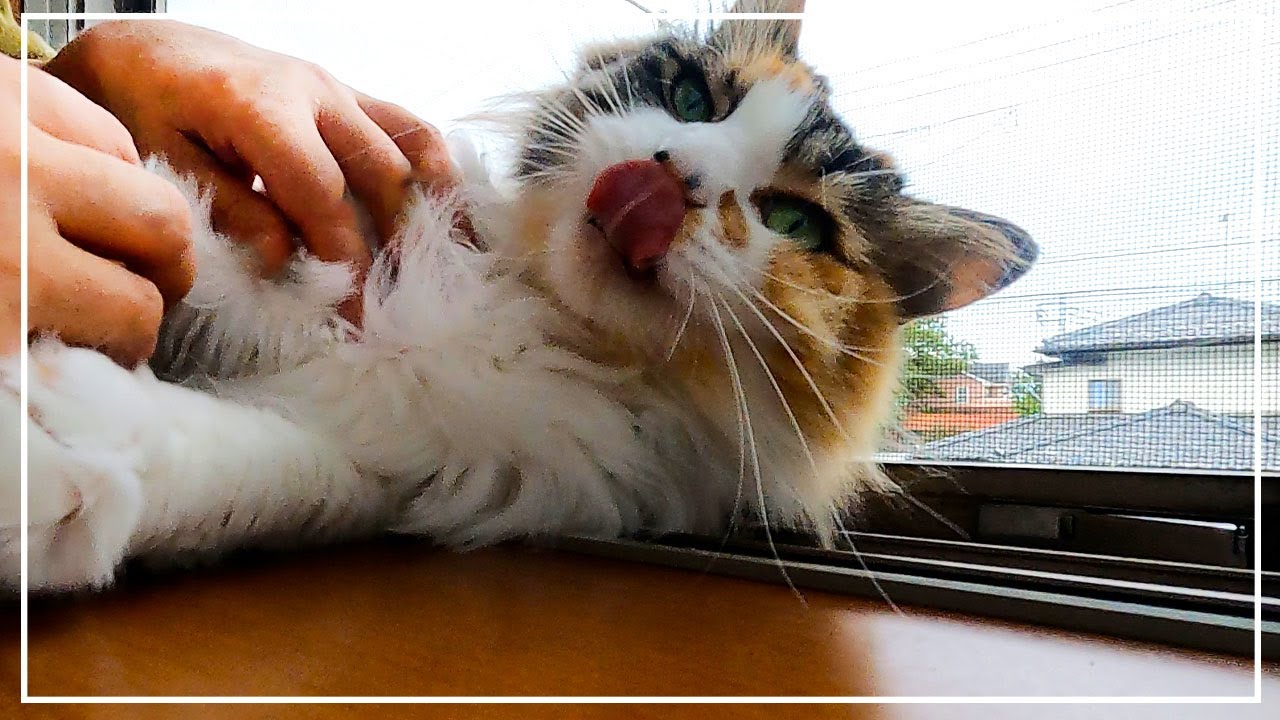 室内飼いの長毛猫にノミ発生！凹む飼い主