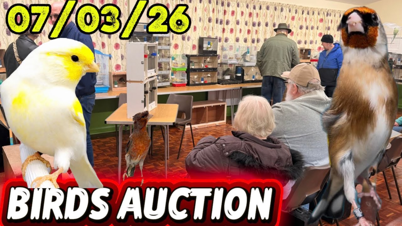 Birds auction uk.     07/03/2026