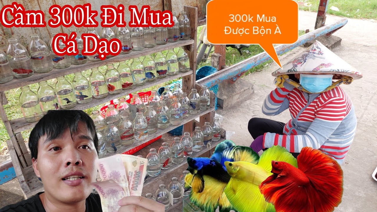 Thử Đi Mua Cá Betta Dạo Với 300k Thì Được Bao Nhiêu Con Và Ủng Hộ Cô Bán Cá Dạo Luôn