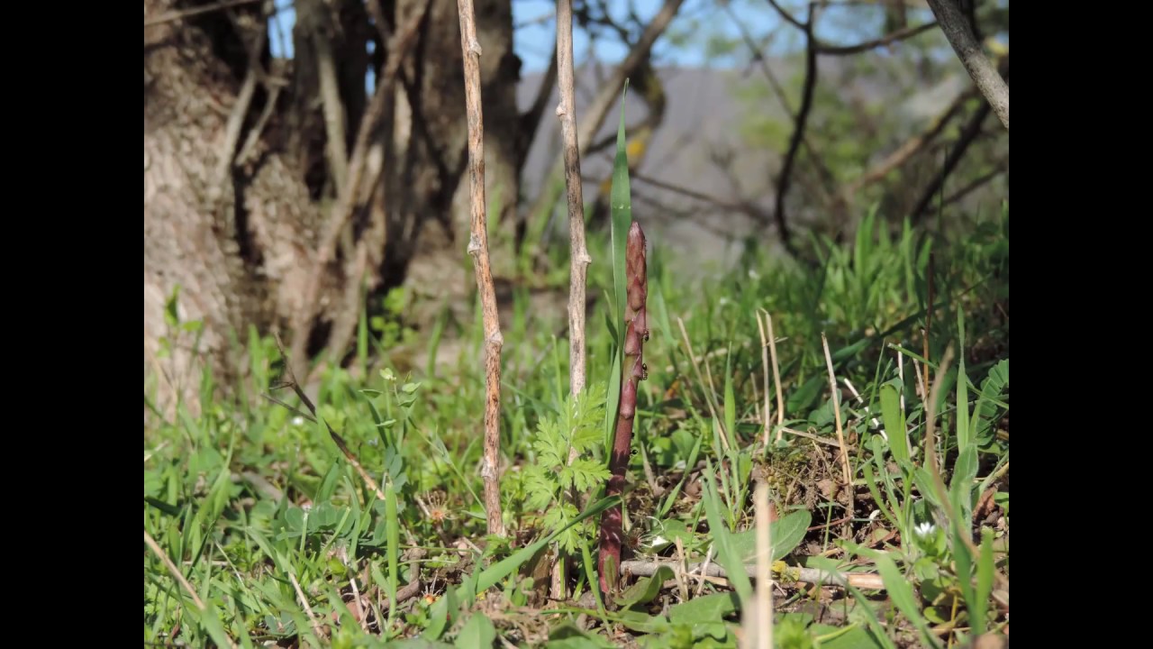 სატაცური Спаржа asparagus