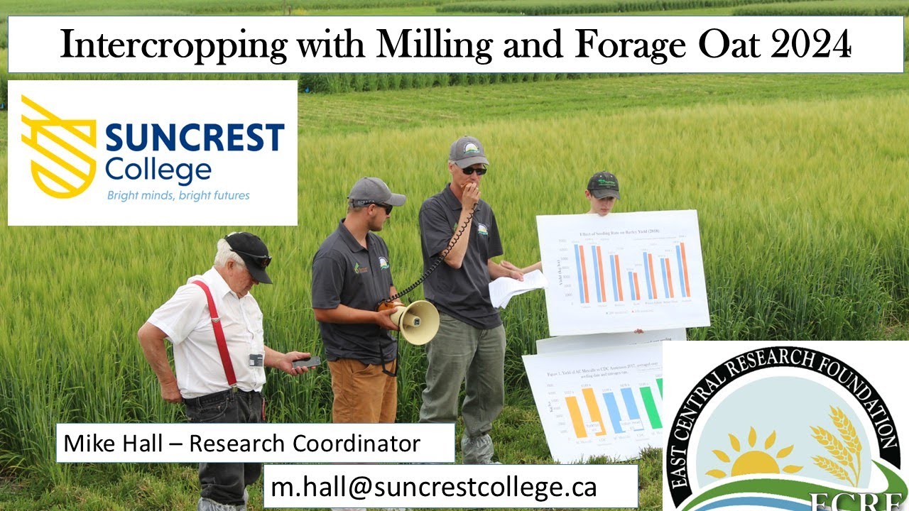 Intercropping with Milling and Forage Oat 2024