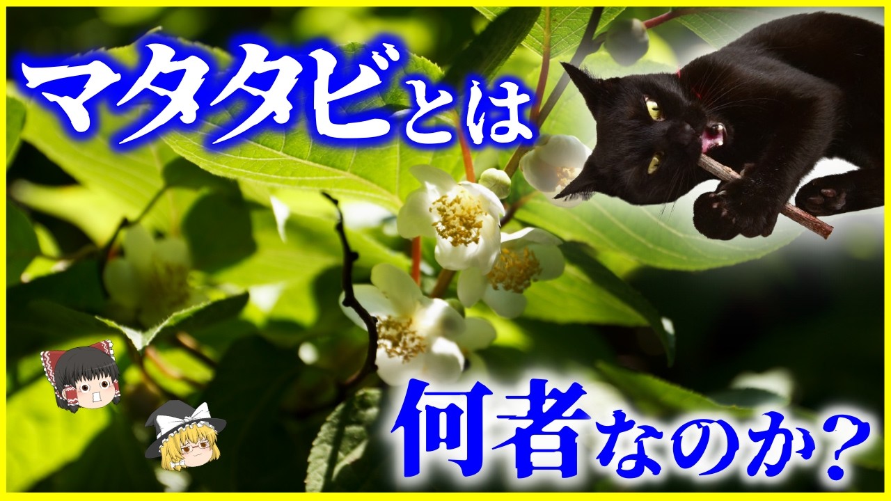 【ゆっくり解説】ネコを狂わせる謎の植物…「マタタビ」とは何者なのか？を解説/実は進化の仕組みだった？なぜ人間には効かないのか？