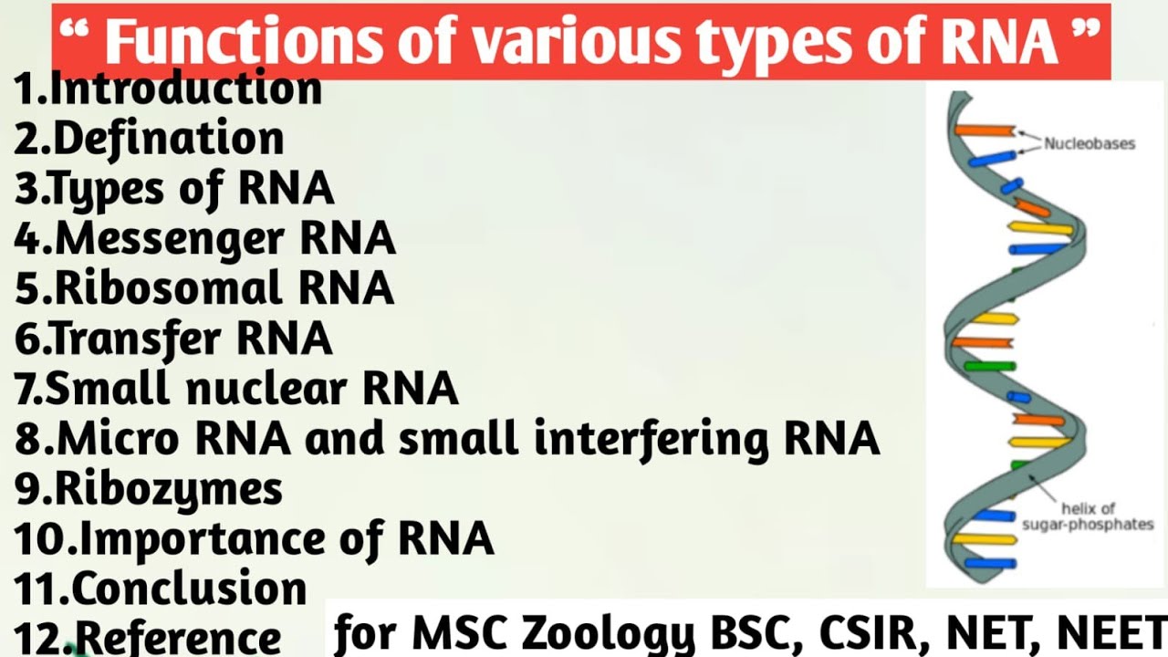 Function of various types of RNA | mRNA | tRNA | rRNA | Small nuclear RNA | Micro RNA | Ribozymes