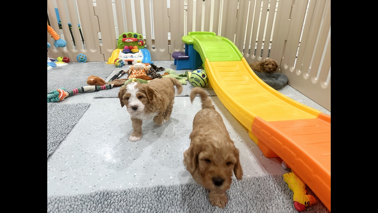 6 Week Pup-date | Enchanted Velvet Litter Sensory Playtime 🐾