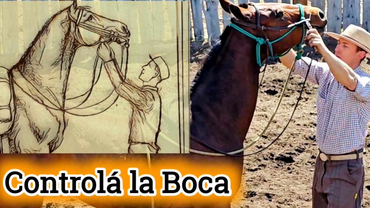 Flexiones de Baucher para Potros
