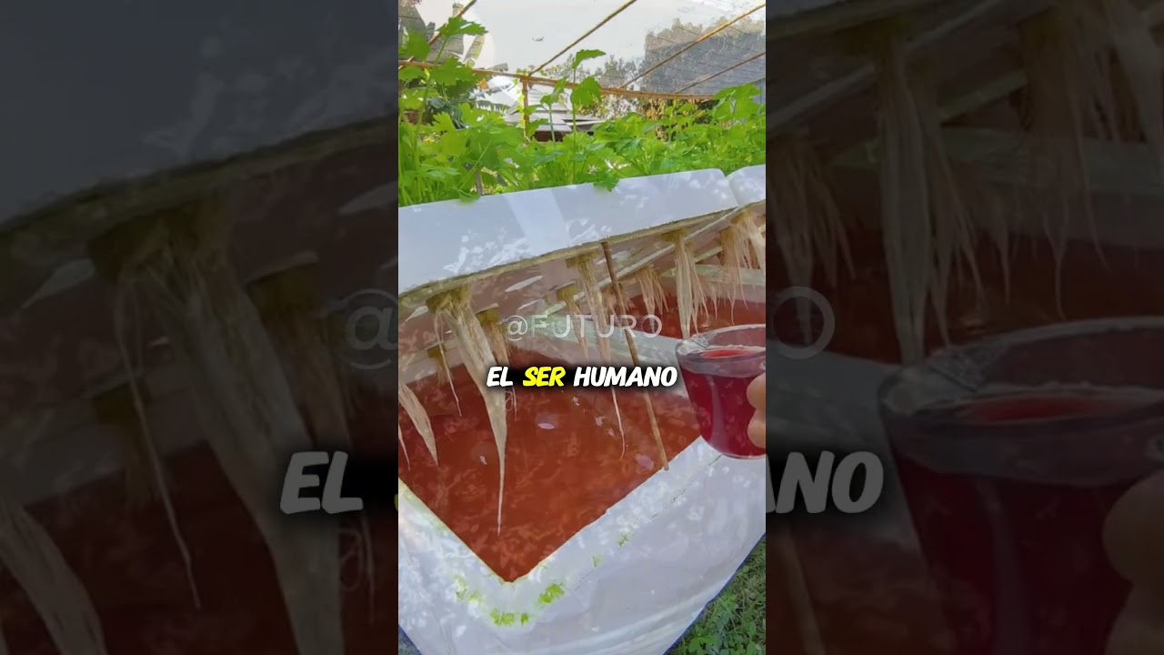 Cultiva tus ALIMENTOS sin tierra, es POSIBLE!🍅🥕🙌🏻