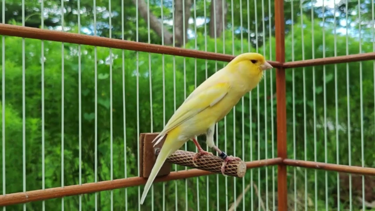 It's impossible if your canary doesn't sound! The canary tweet tweet calls