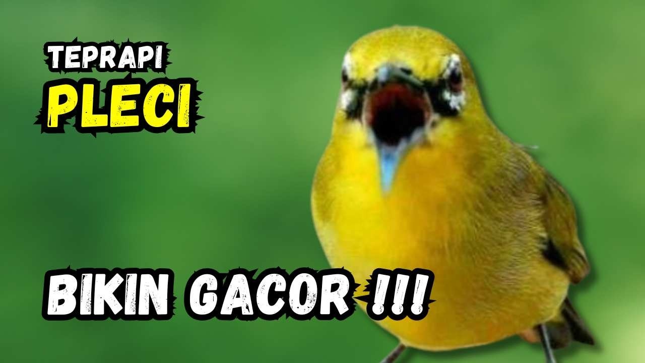 Terapi Pleci Ampuh Bikin Gacor | Hitungan Detik Pleci Ikut Bunyi