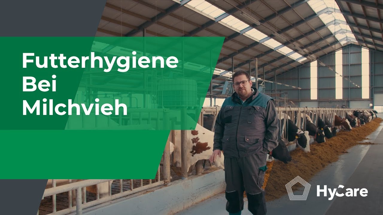 Futterhygiene bei Milchvieh