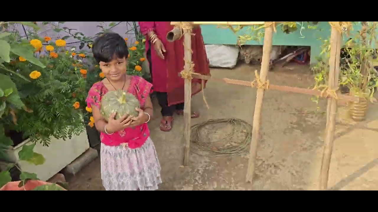 ଛାତ ଉପରୁ ଆଜି ବହୁତ ସାରା ପରିବା ତୋଳାହେଲା 🍅🫛🥬🥦🫑#greenroofjourney #youtubeshorts #viral #youtubevideo  ..