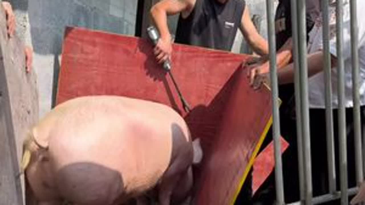 老王的日常生活#农村养猪