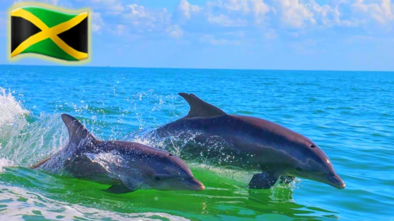 Dolphin Catch And Cook In The Caribbean Sea🏝🐬‼️