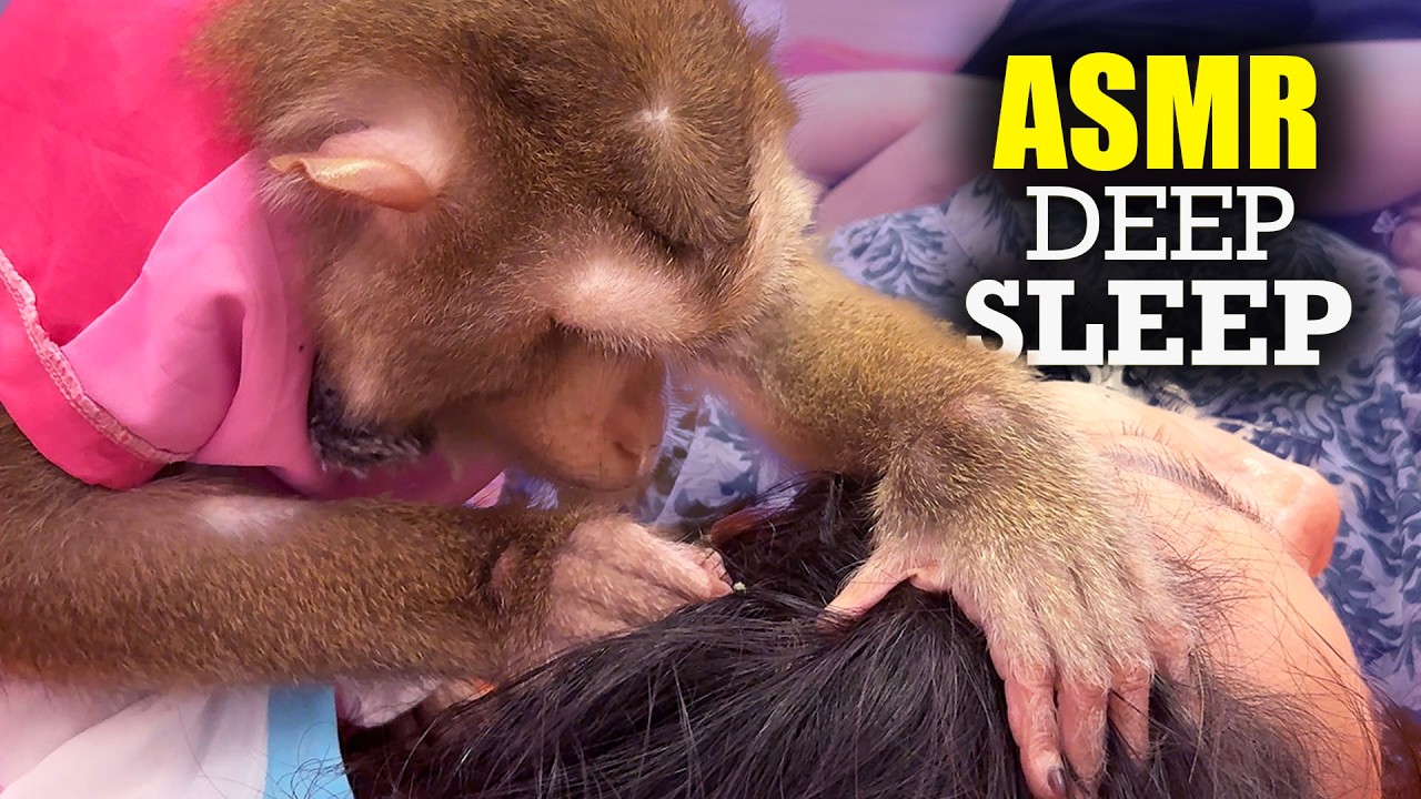 ASMR Monkey Grooming | Relaxing Hair Picking + Tapping + Scratching (DEEP SLEEP)