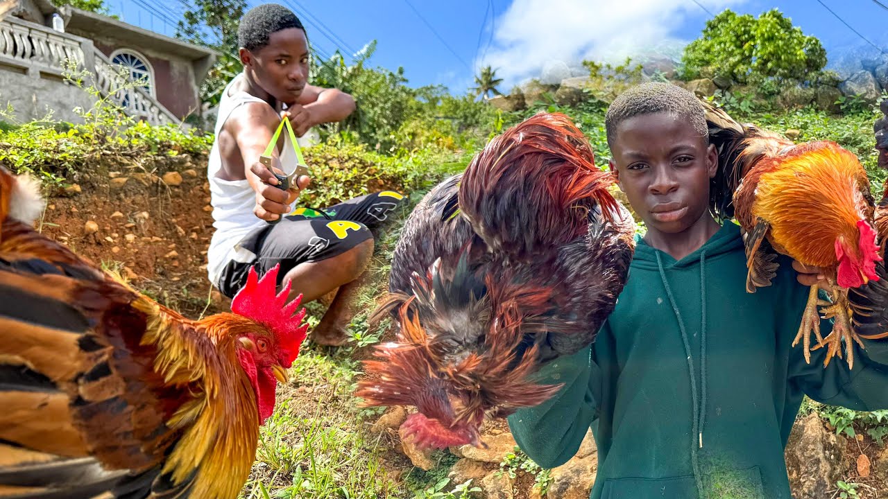 Rooster hunt with slingshot | catch clean cook curry style